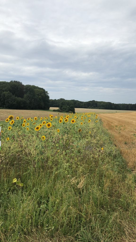 Sunflowers